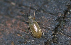 Cimberis attelaboides