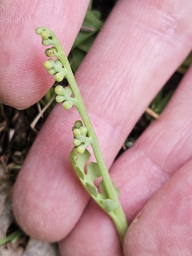 Pale botrychium (Botrychium pallidum)