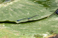 Enallagma praevarum