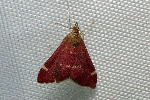 Elegant Pyrausta photo 5