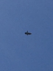 Patagioenas fasciata