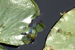 Enallagma praevarum