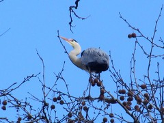 Ardea cinerea