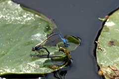 Enallagma praevarum