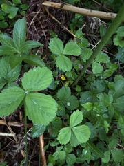 Potentilla sterilis, photograph (c) Ewan Shilland, some rights reserved (CC BY)