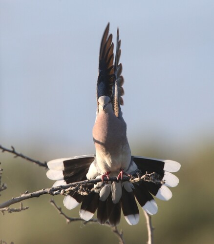 European Turtle-Dove