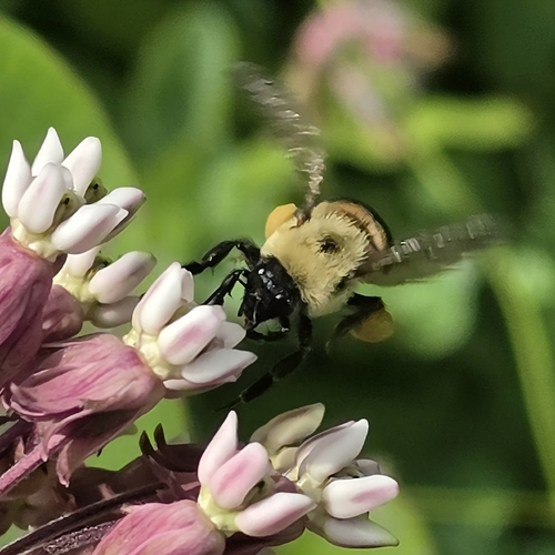 Brown-belted Bumble Bee