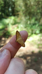 Cnaphalocrocis