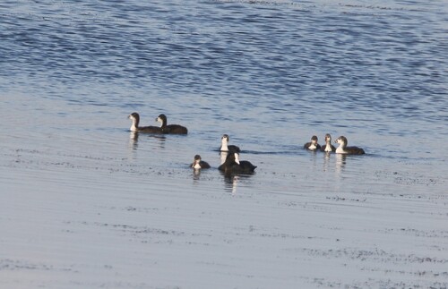 Eurasian Coot