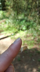 Cnaphalocrocis