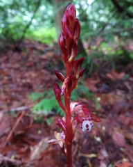 Corallorhiza maculata occidentalis