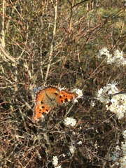 Nymphalis polychloros