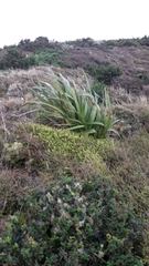 Phormium cookianum hookeri
