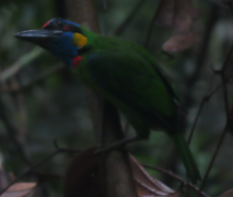 Psilopogon rafflesii