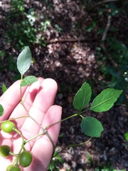 Cissus ambongensis image