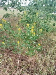 Crotalaria goreensis