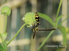 Phimenes flavopictus formosanus