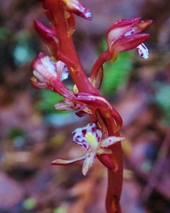 Corallorhiza maculata occidentalis