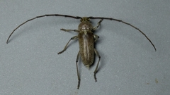 Gnaphalodes trachyderoides