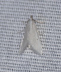 Leptosteges vestaliella