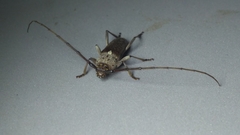 Gnaphalodes trachyderoides