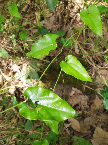 Climbing Birthwort