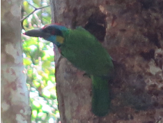 Psilopogon rafflesii