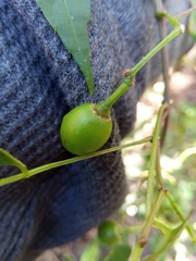 Cissus ambongensis image