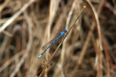 Enallagma praevarum