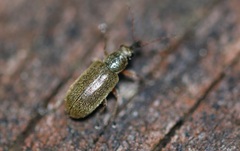 Cimberis attelaboides
