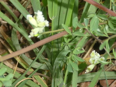 Ceratocapnos