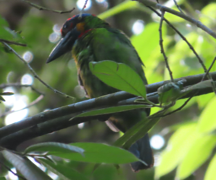 Psilopogon rafflesii