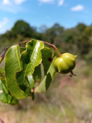 Sclerocroton melanostictus