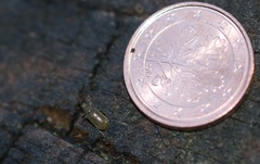 Cimberis attelaboides
