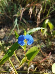 Commelina ensifolia