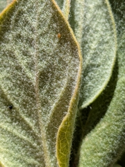 Garrya veatchii