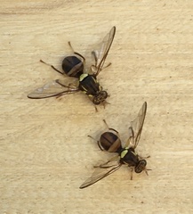 Bactrocera cacuminata