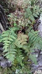 Hypolepis rufobarbata