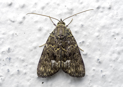 Labanda saturalis