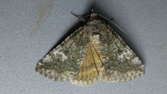 Eubolina impartialis