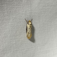 Philobota thiocrossa