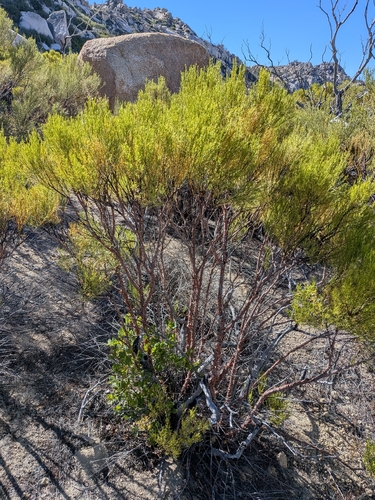 Adenostoma sparsifolium, photograph 6