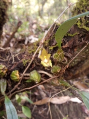 Bulbophyllum umbellatum