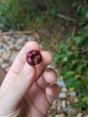 Syzygium tierneyanum