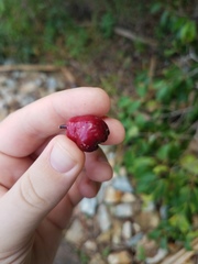 Syzygium tierneyanum