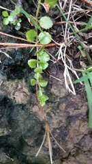 Epilobium pedunculare