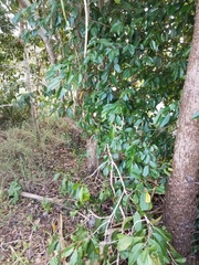 Syzygium tierneyanum