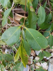 Syzygium tierneyanum