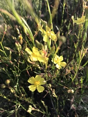 Crocanthemum aldersonii
