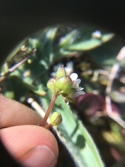 Cochlearia officinalis